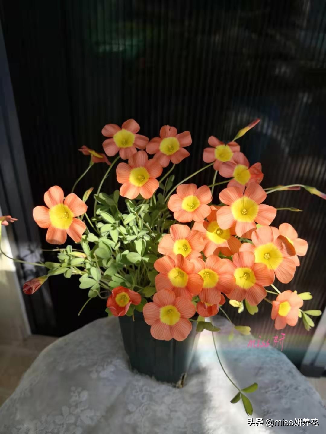 酢浆草种球品种图鉴大全,酢浆草种球品种图鉴