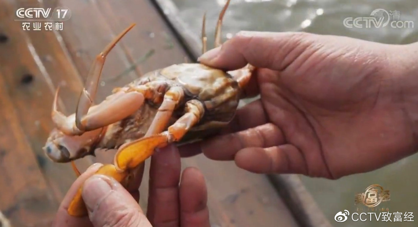 央视cctv《致富经》栏目组,致富经栏目养羊致富