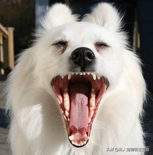 安爸告诉您如何保护狗狗的牙齿,安爸教你为什么狗狗身上会有黑斑