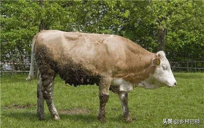 牛布氏杆菌病的诊断与防治方法,牛布氏杆菌怎么治疗最好