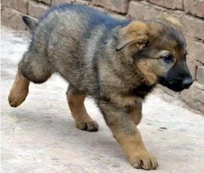 在你挑选昆明犬幼犬外貌时，你应掌握这些常识