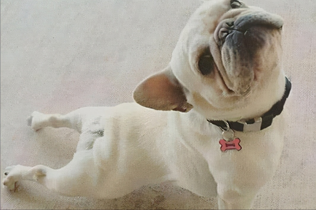 狗狗伸懒腰发出猪叫声怎么回事,泰迪狗狗经常伸懒腰是怎么回事