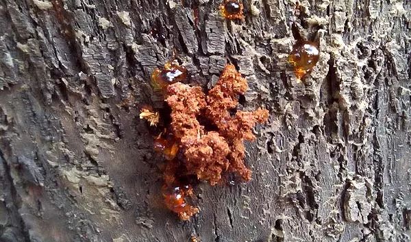 红枫治天牛的最佳方法,美国红枫天牛幼虫怎么治