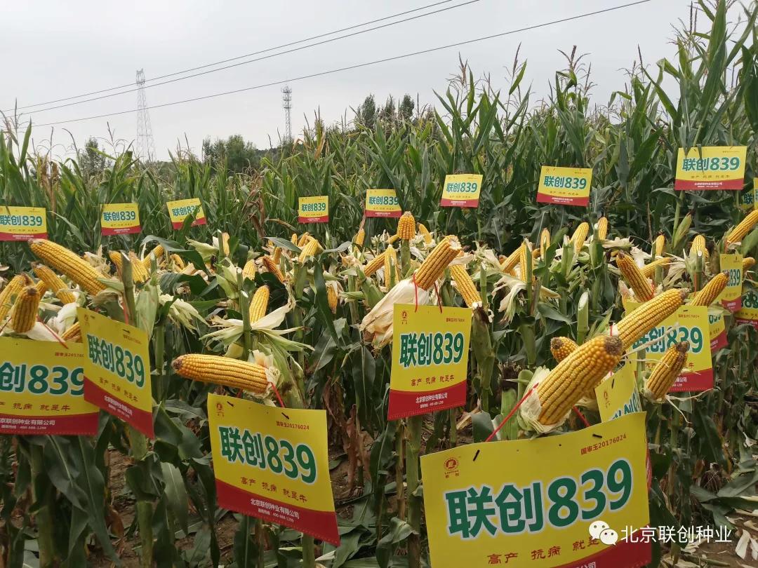隆平高科后市看好,隆平高科股最近走势