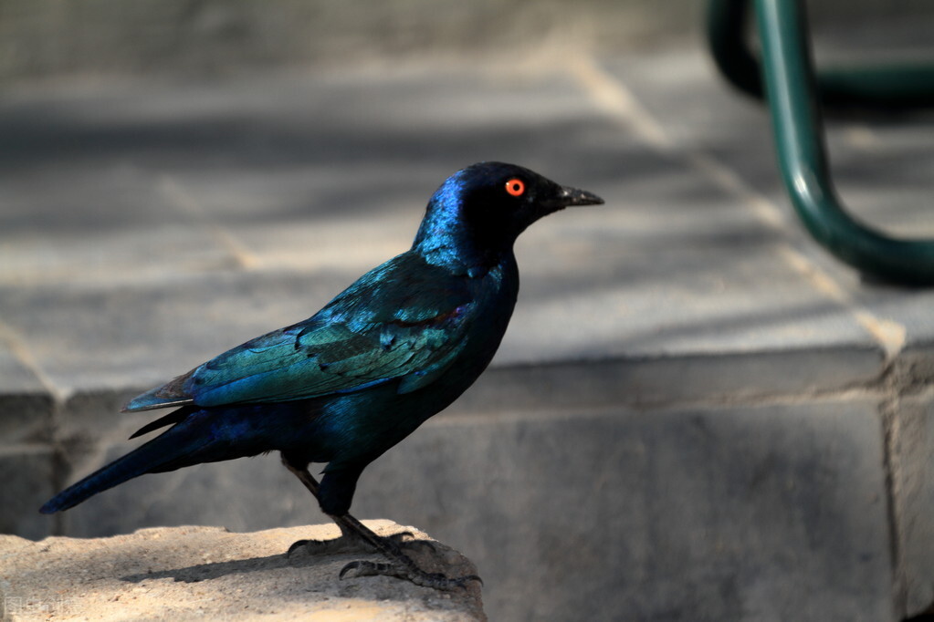 八哥眼睛黄绿色,八哥拉白色屎吃什么好