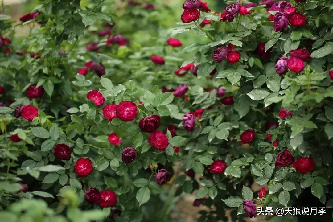 抗病性好的月季推荐,哪些月季品种抗病强