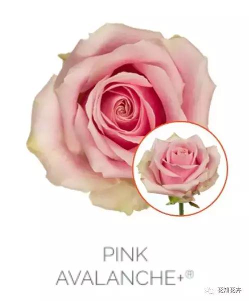 中国玫瑰大家族——雪山玫瑰详解（二）