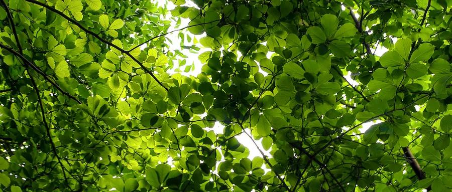 人阳气不足可服什么中成药,阳气不足三伏天怎么调养