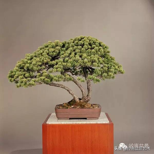 庭院树石盆景 (日式石头盆景布局)