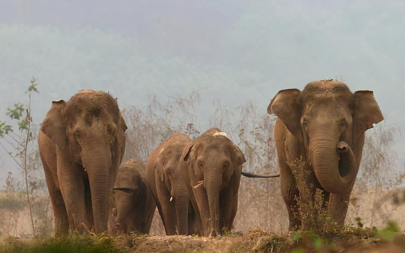 有哪些巨型飞蛾,云南现蛇纹巨型飞蛾有毒吗