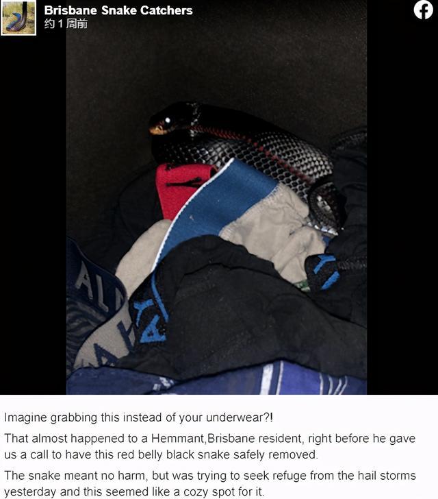 女子被蟒蛇咬伤,男子上厕所被蛇给咬