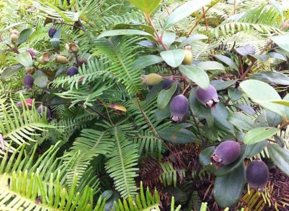 在农村种这三类野菜不愁销路,农村这3种不起眼的野草