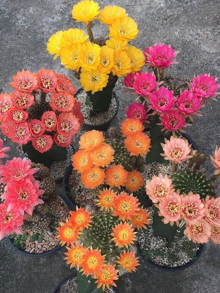 十大最好养的绿萝花,九种养不死的花