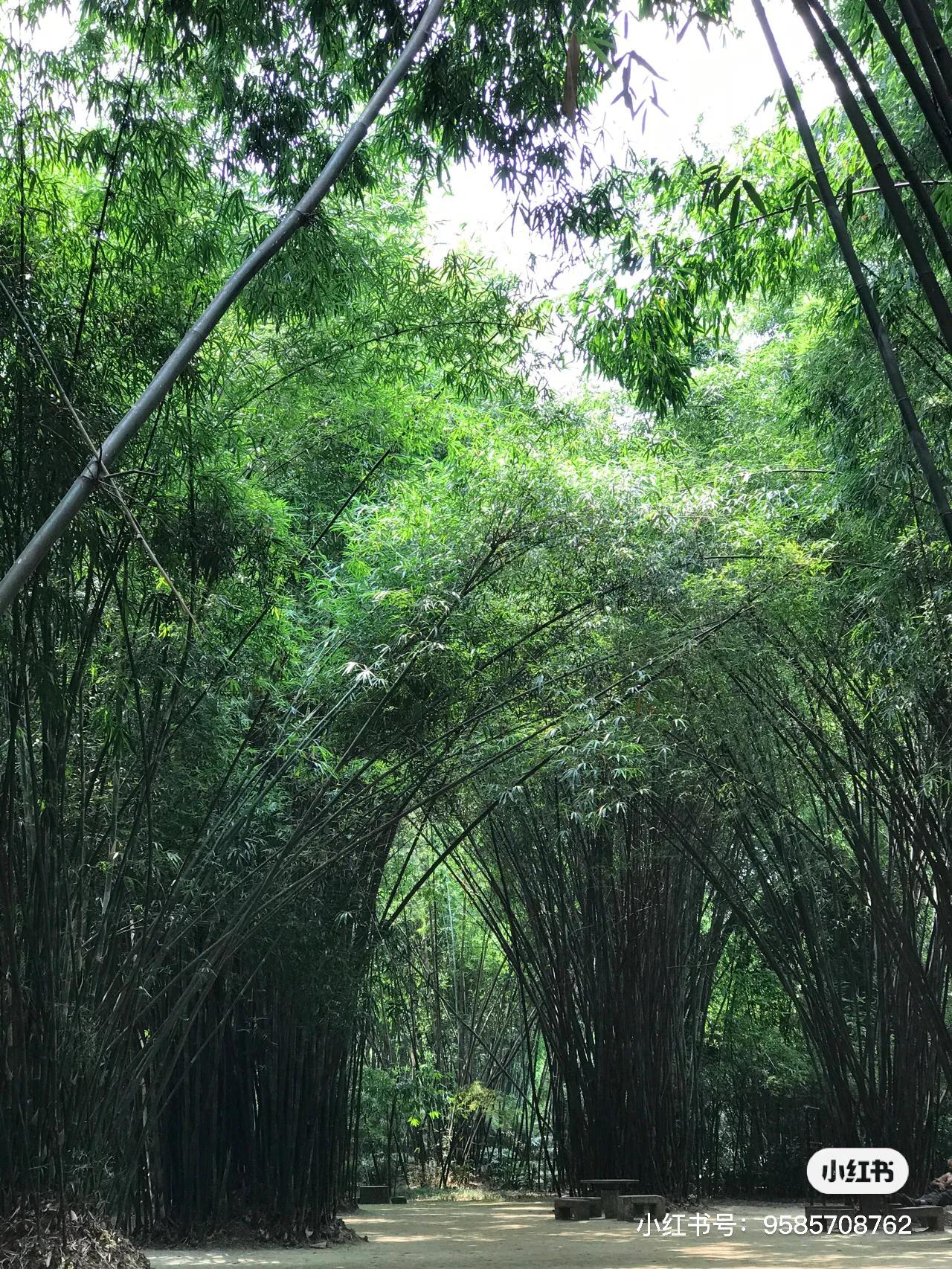 成都望江公园风景区,成都印象天府之国魅力