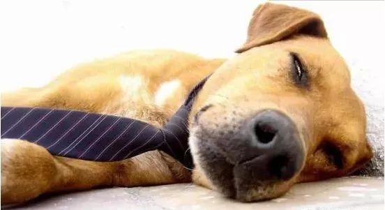 为什么要给狗狗绝育呢,狗狗不绝育有害处吗