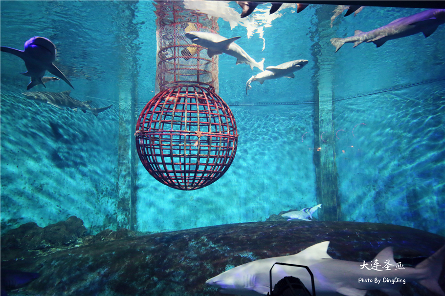 北方明珠活力四射的浪漫之都大连，国内最具特色的海洋世界圣亚
