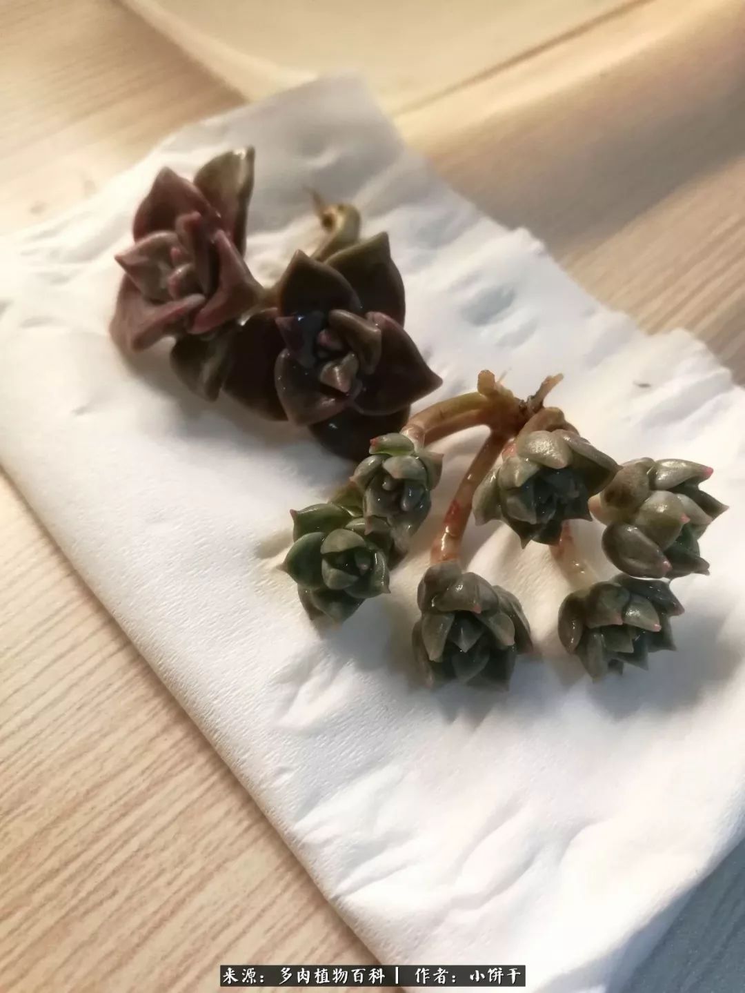 无肉不欢的肉瘾少女，日日沉迷于美色无法自拔！