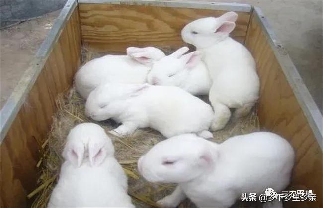 幼兔冬季在5度成活率大吗,散养提高仔兔成活率的方法