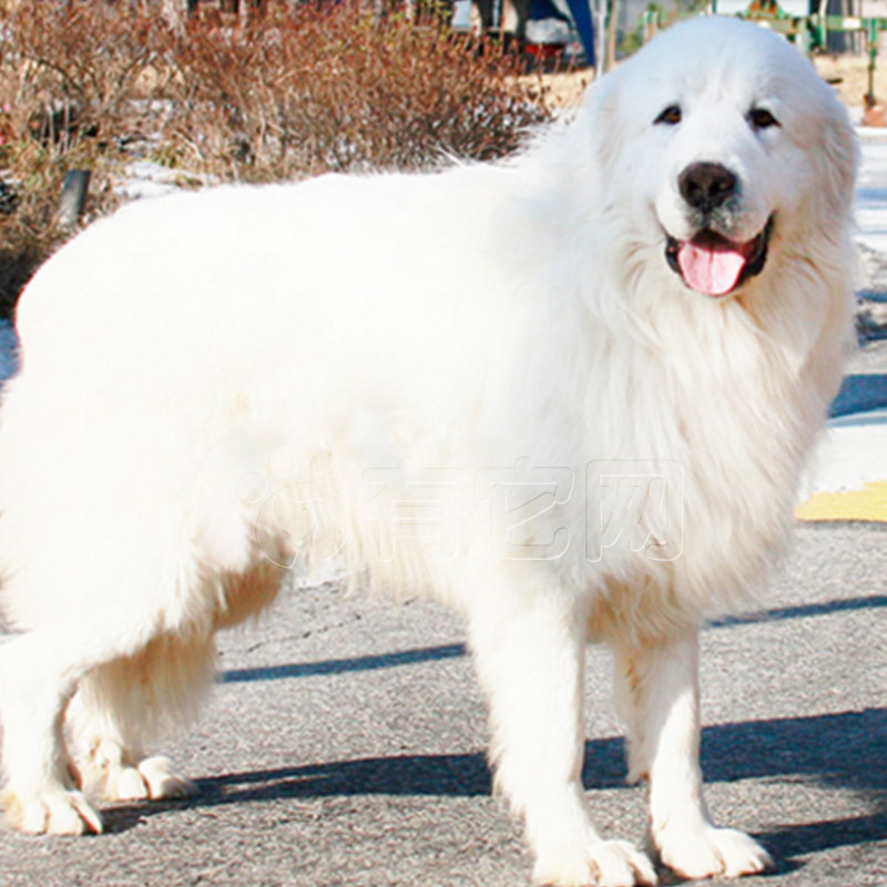 纯种大白熊犬图片大全高清,狗狗大白熊犬分多少类