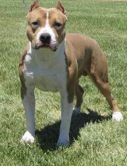 宠物狗大全免费观看,什么狗最好养又听话又聪明大型犬