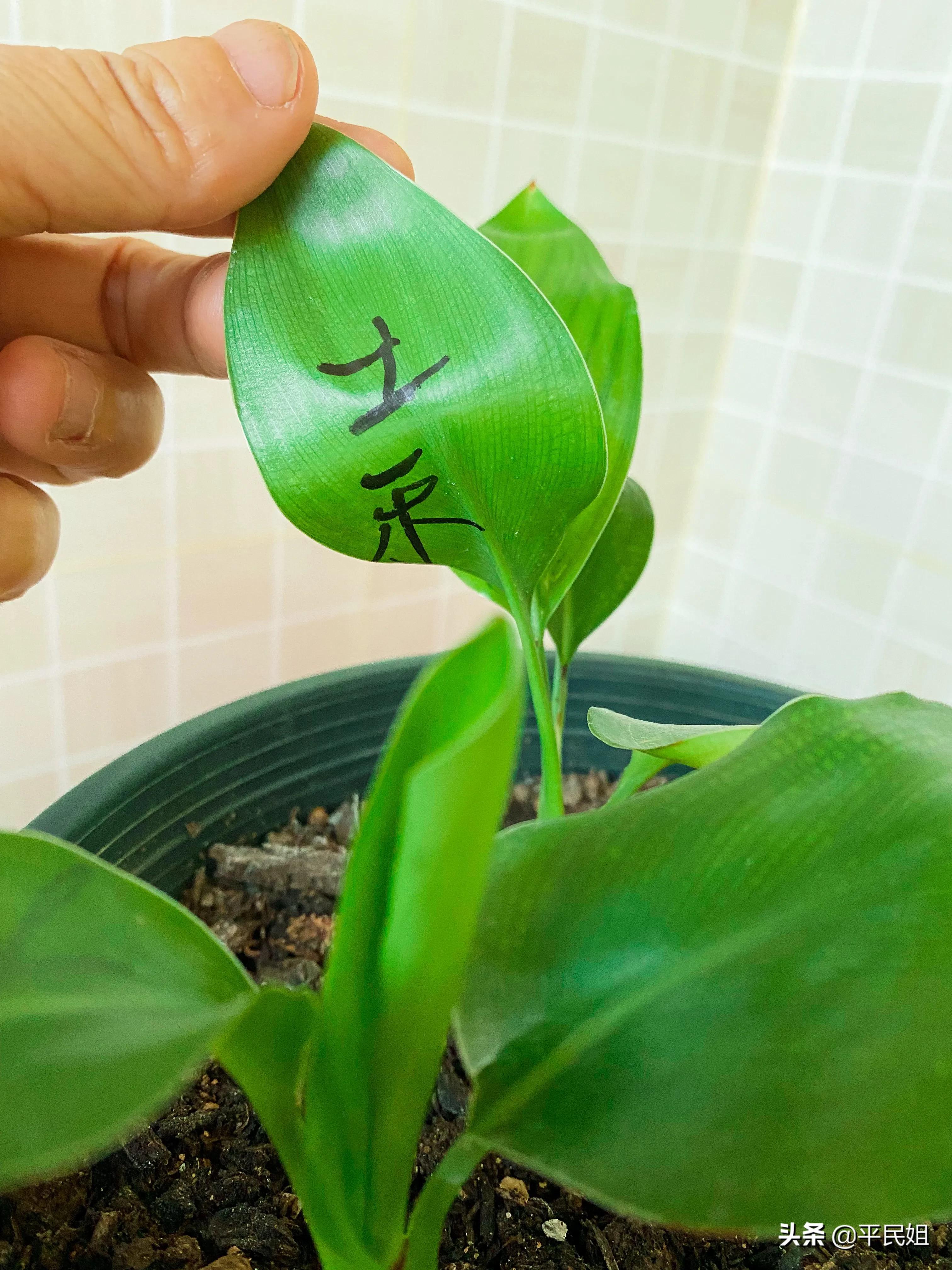 鹤望兰移栽几天才看出是否成活,鹤望兰一棵小苗没有根能养活吗