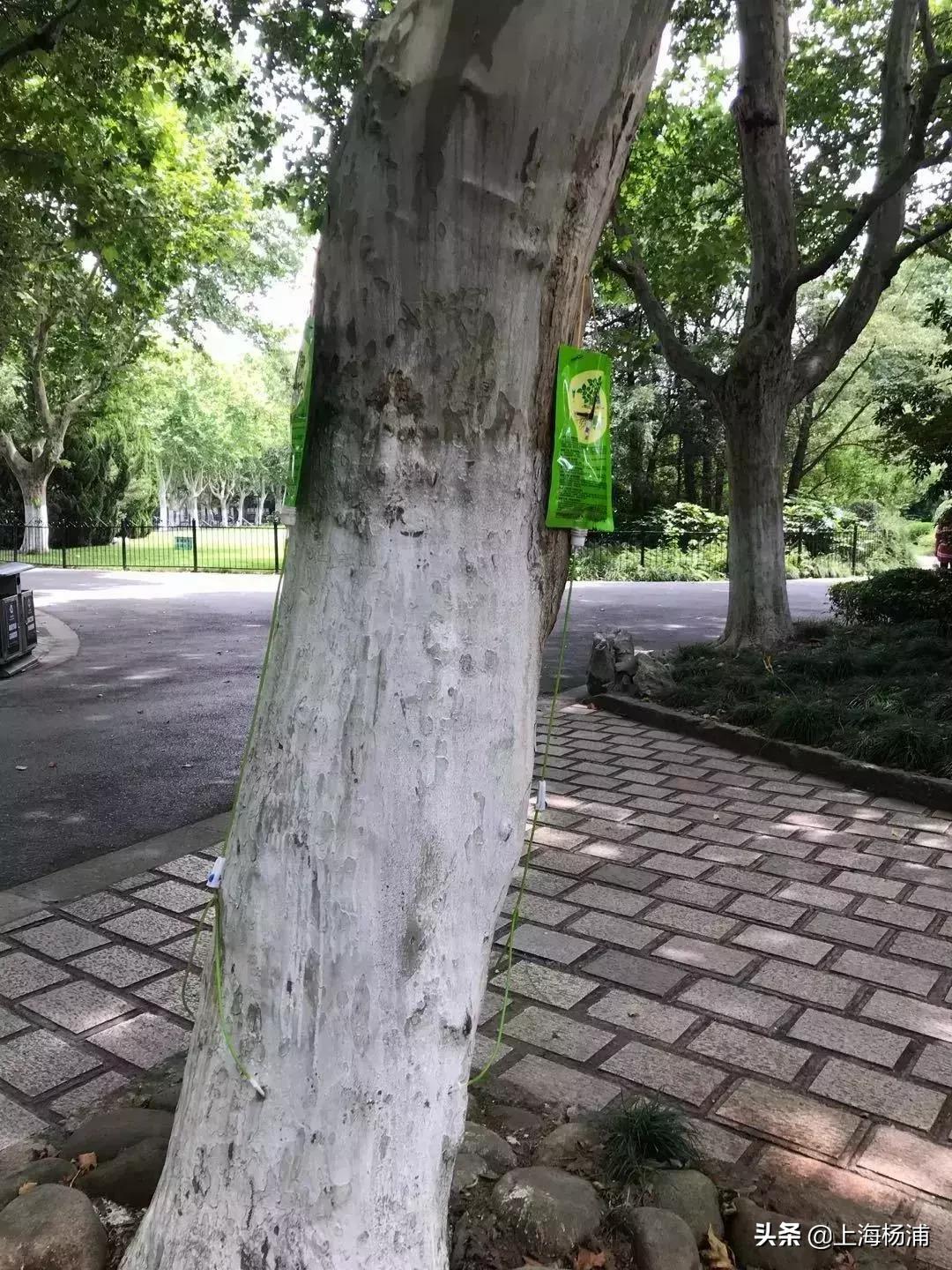 好稀奇,上海杨浦公园近况