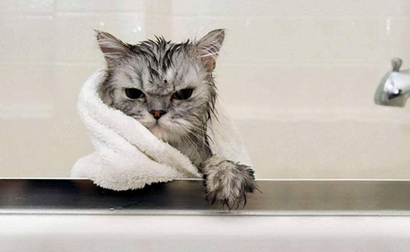 新手养猫必看省钱攻略,新手小白养猫看过来超详细攻略