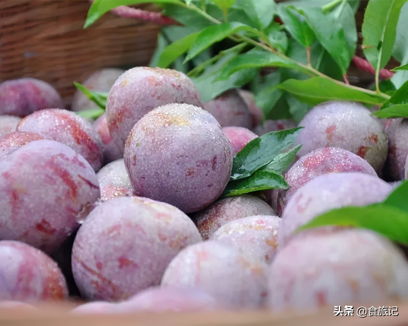 正宗的三华李水果,摘三华李酸甜脆口特解馋