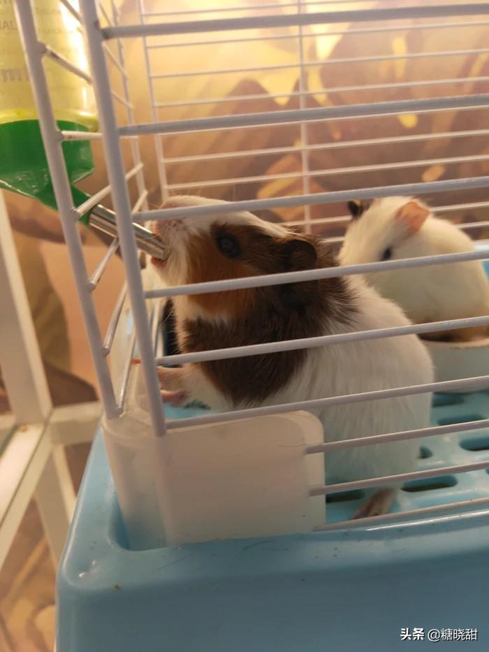 龙猫土拨鼠蜜袋鼯,龙猫真是太可爱了心都要被萌化了