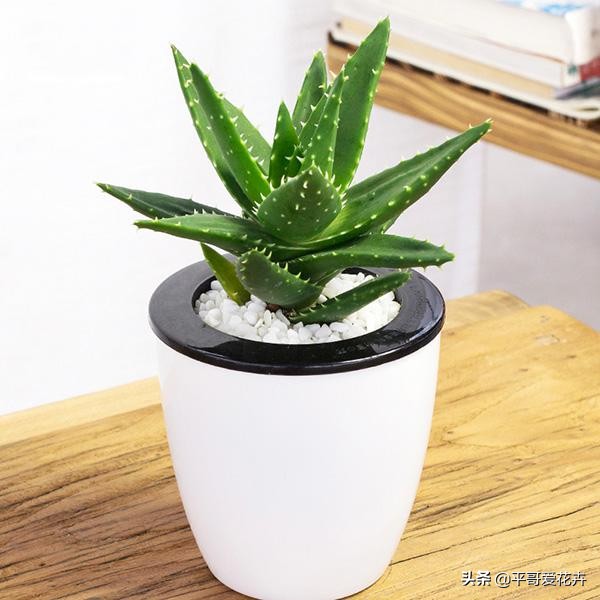 芦荟叶片干瘪？都是这“6个方面”造成的，教你快速让叶片变水嫩