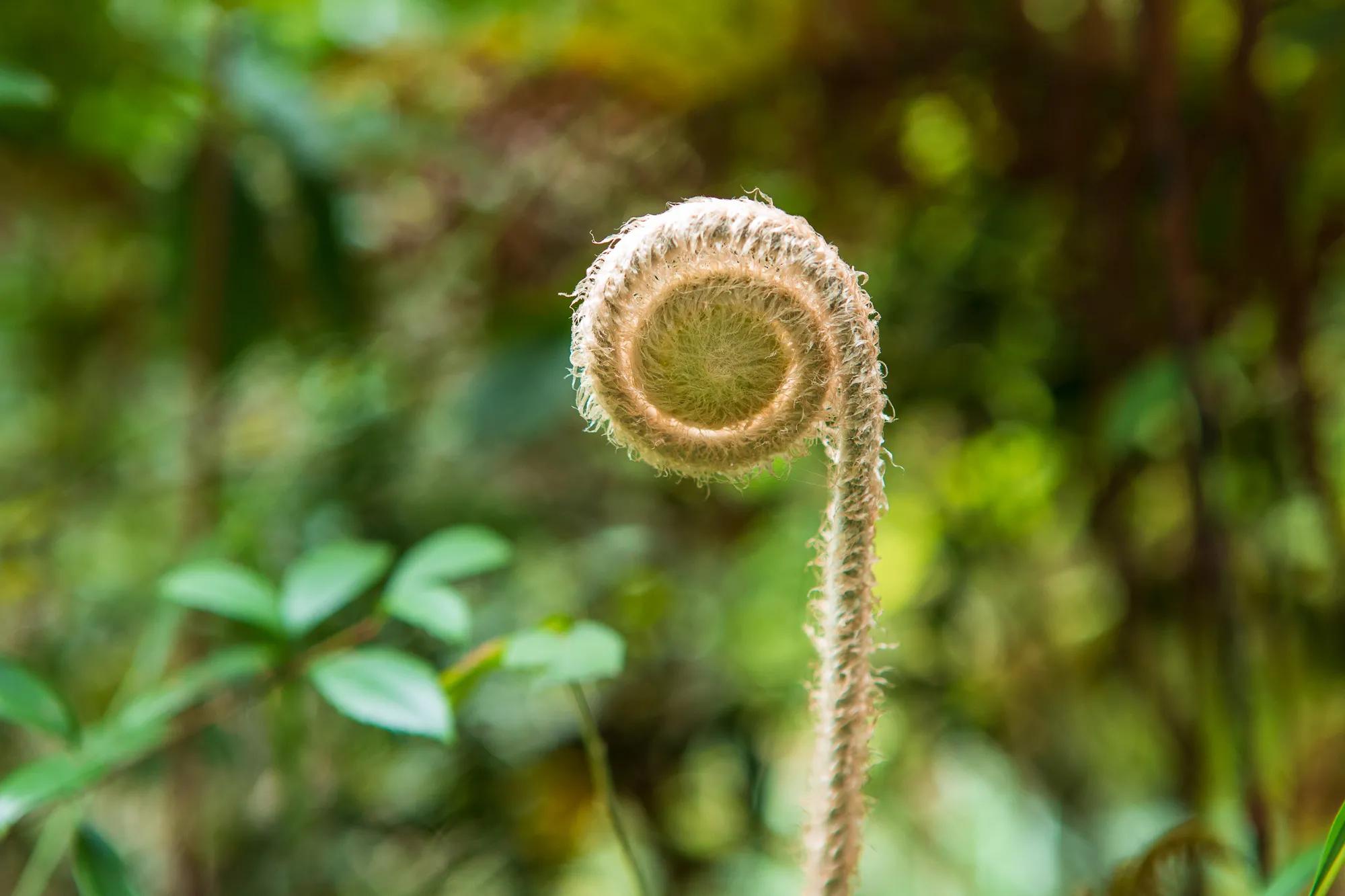 高岭古村银杏,高岭乡高岭村