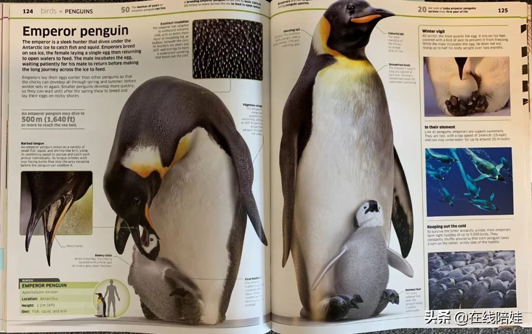 dk知识大百科全套,dk知识大百科书金银版