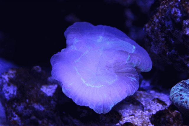 罗源湾海洋世界鲨鱼,汕头水母海洋世界图片