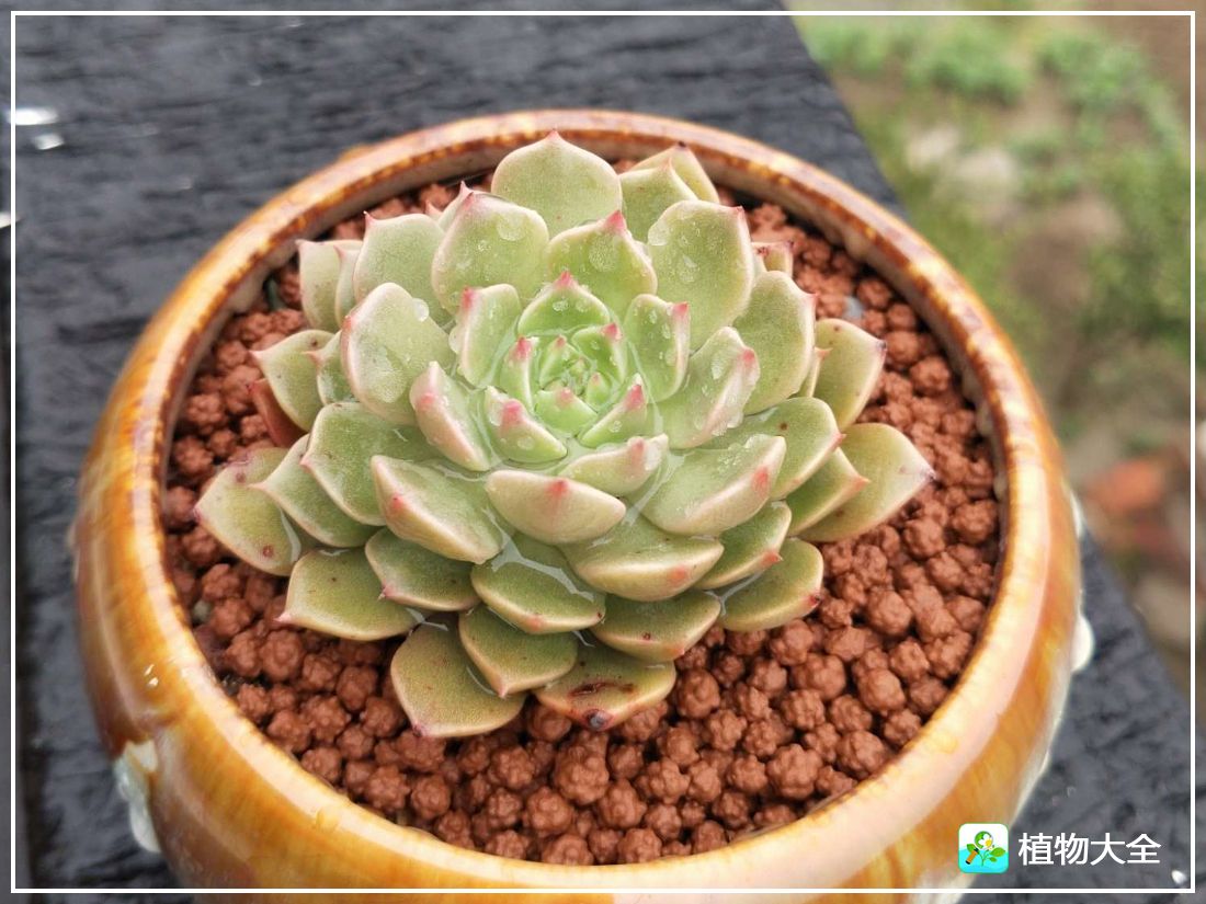 艾格尼亚多肉植物,多肉植物奥利维亚