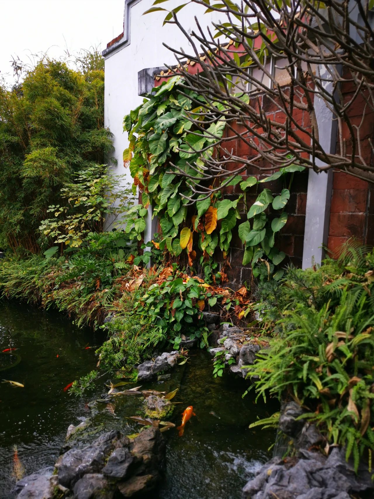 大叶绿萝和小叶绿萝哪一种长藤快,小叶绿萝爬柱可以长成大叶绿萝吗