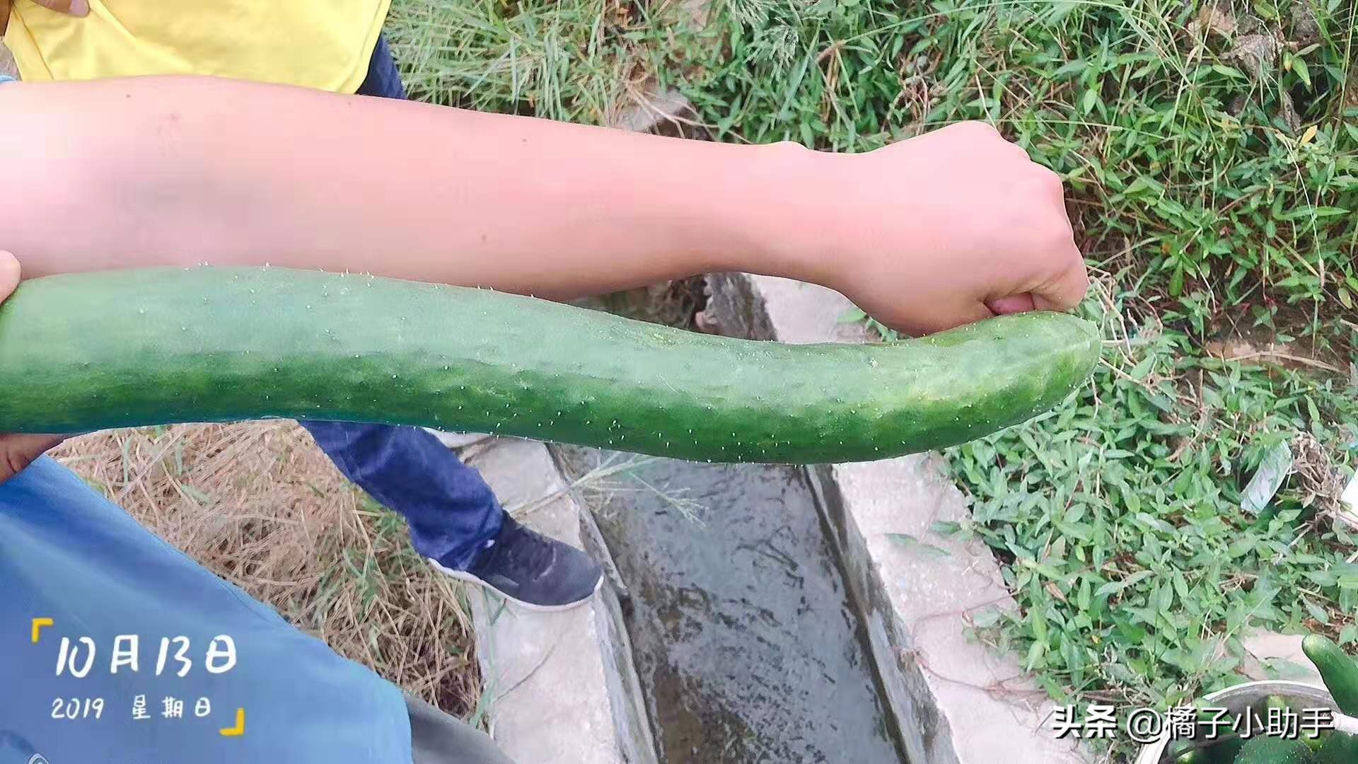 哈茨木霉菌水田最佳使用方法,哈茨木霉菌对黄瓜的作用