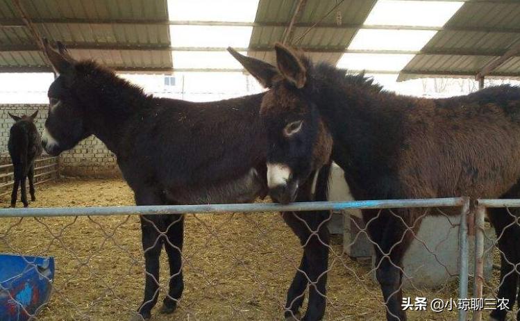 小琼聊三农：与您分享关于肉驴健康成长的相关技术，快来看看吧