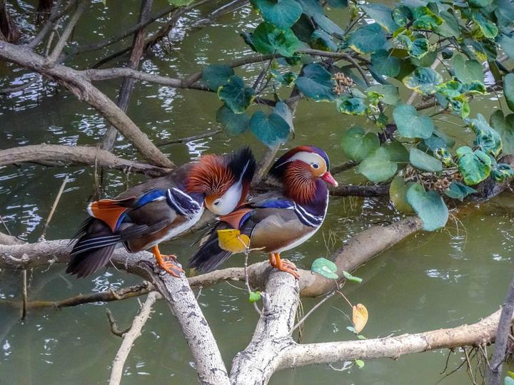 星湖冬日燃情，比落羽杉还要红的是什么？#我和湿地有个约会#