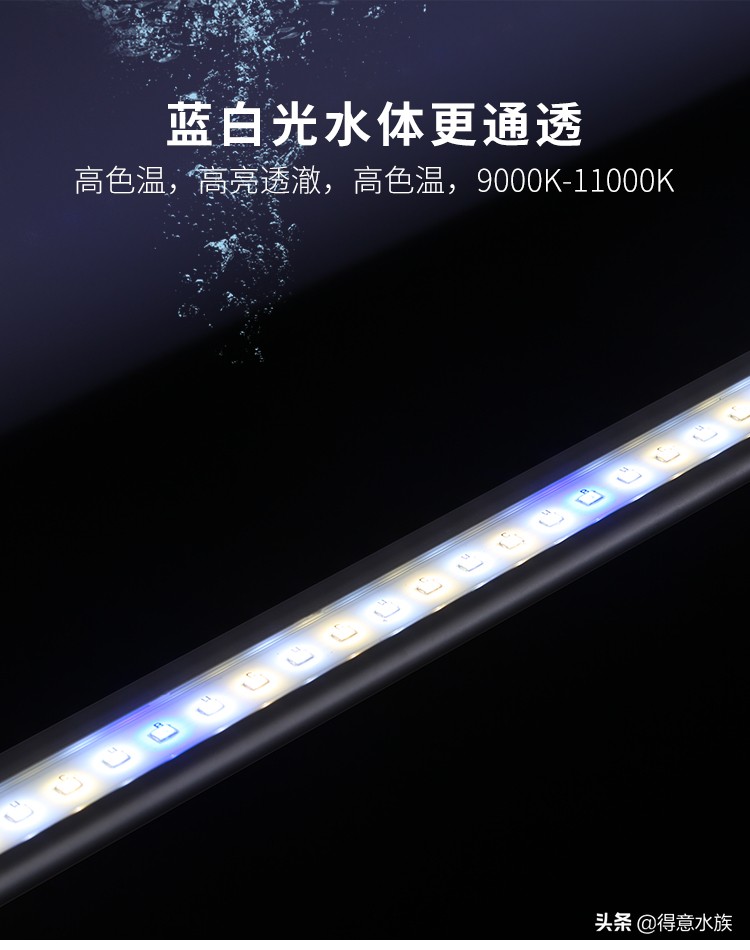 养地图鱼可以不打氧吗,地图鱼最佳饲养温度