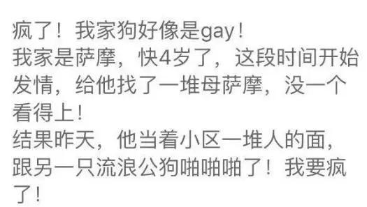 公狗被公狗纠缠怎么办,我家公狗一直叫怎么办