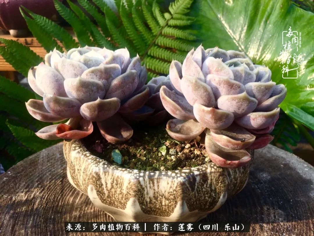 治愈系多肉精灵,初冬携一抹暖阳与多肉相伴