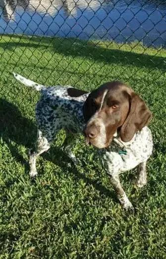 闻毒品的缉毒犬会因此染上毒瘾吗,缉毒犬是不是让它有毒瘾