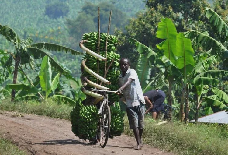 非洲黑哥爱用“二八大杠”运香蕉,时速60公里都不捏刹车