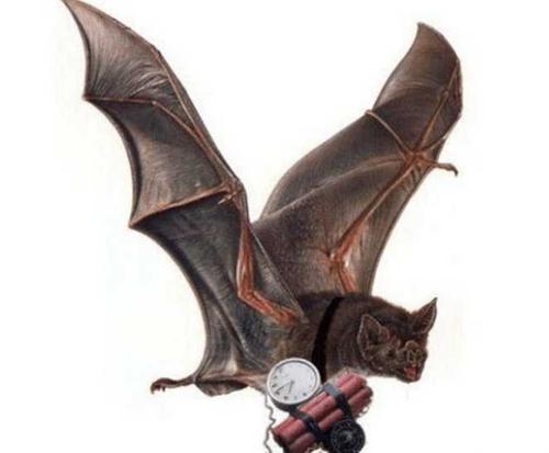 蝙蝠为什么是毒王,你知道蝙蝠为什么称得上毒王吗