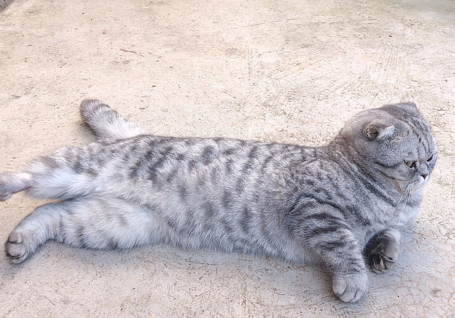 发情前绝育还是发情后绝育好,发情中做绝育会立即停止发情吗