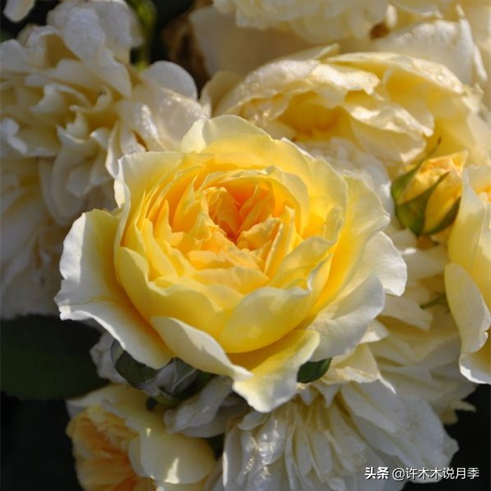 月季常见4种病,月季黑杆病怎么处理