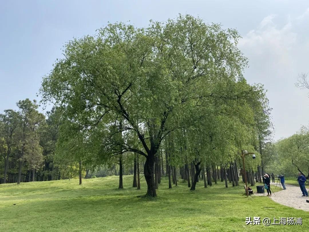 冬季引来最佳观鸟季,观鸟季一年一度