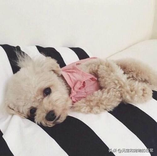 公认最好养的这几种狗狗,十种最好养的狗狗优缺点是什么