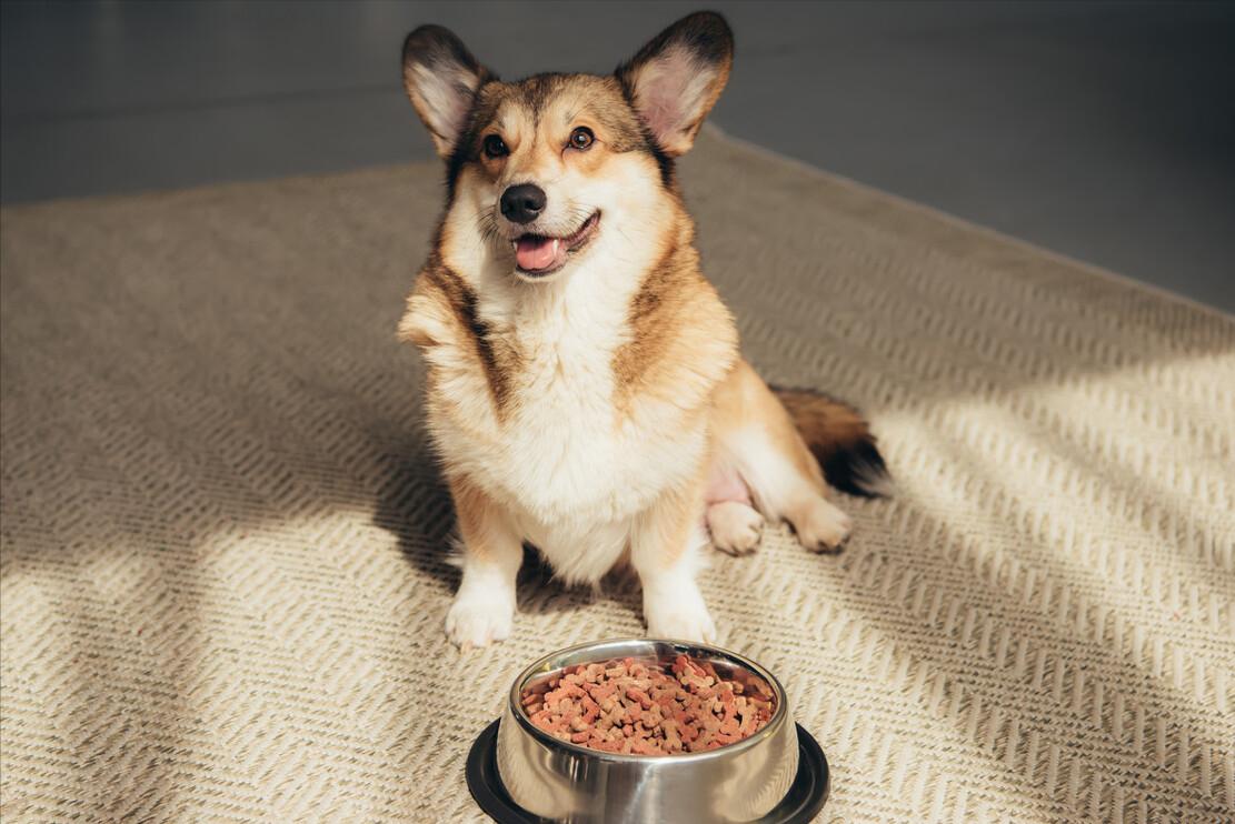 柯基幼犬第一天到家注意什么,饲养柯基6大禁忌你做过几个