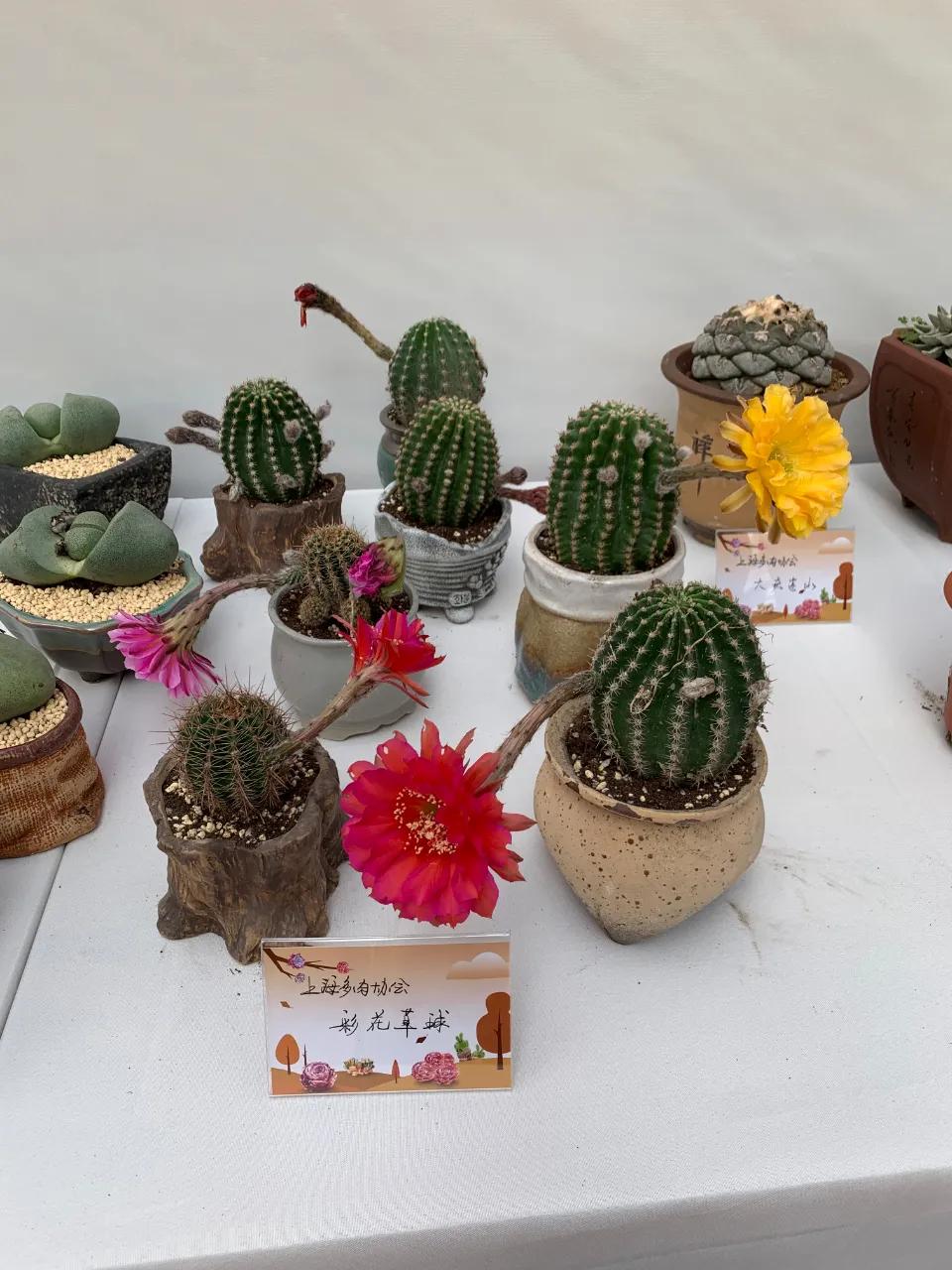 这个年销量上亿株多肉的县城，举办了首届多肉电商节